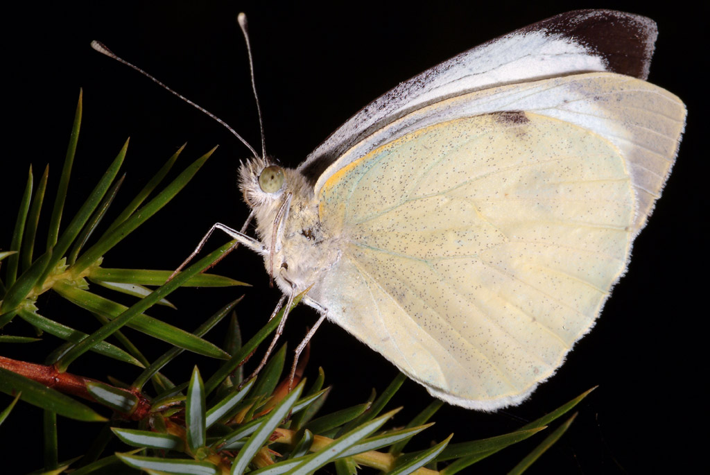 Farfalla da determinare 1 - Pieris brassicae